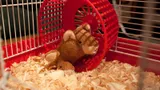 Harvey! thumbnail